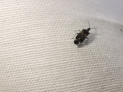 Anthocoris nemoralis