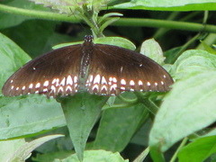Papilio dravidarum