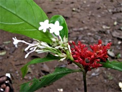 Rauvolfia serpentina