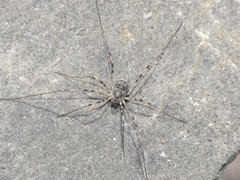 Mitopus glacialis