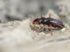 Leistus