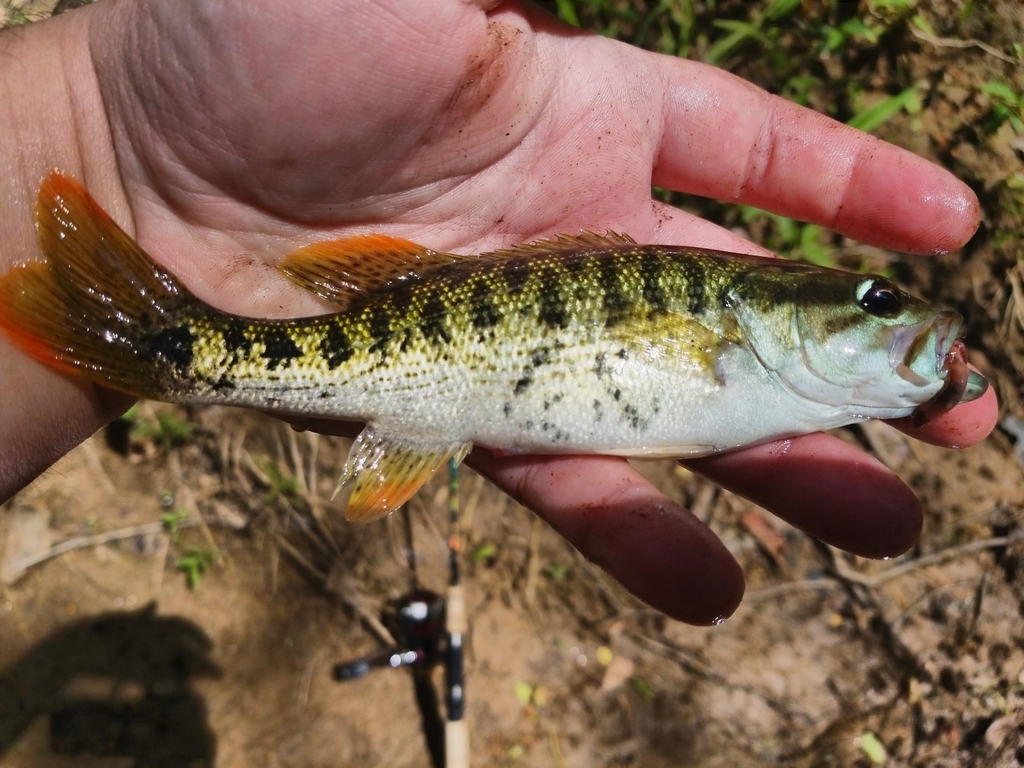 Chattahoochee Bass