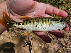 Micropterus chattahoochae