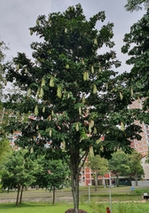 Maniltoa browneoides