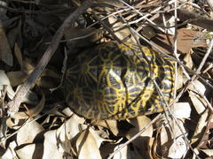 Psammobates geometricus