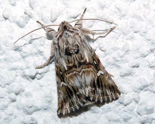 Toadflax Brocade Moth