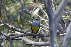 Eopsaltria griseogularis
