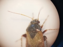 Hylopsallus