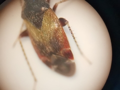 Hylopsallus