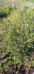 Cymbopappus adenosolen