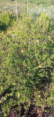 Cymbopappus adenosolen