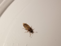 Cymus melanocephalus