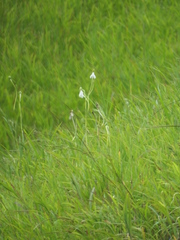 Habenaria longicorniculata
