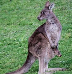 Macropus giganteus