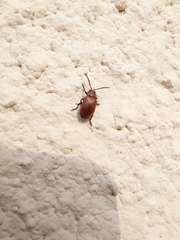 Coleoptera
