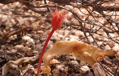 Haemanthus unifoliatus