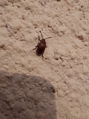 Coleoptera