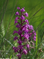 Orchis quadripunctata