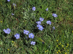 Linum austriacum tommasinii