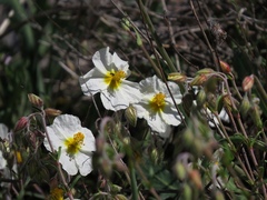 Helianthemum apenninum