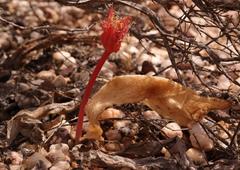 Haemanthus unifoliatus