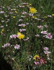 Crepis rubra