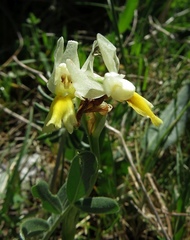 Orchis pauciflora