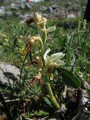 Orchis pauciflora