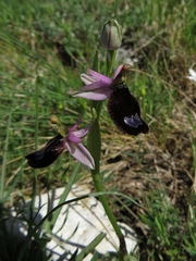 Ophrys bertolonii bertolonii
