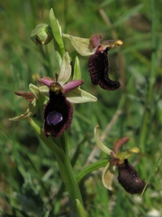 Ophrys bertolonii bertoloniiformis
