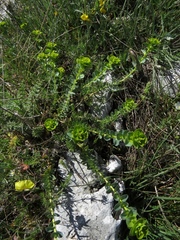 Euphorbia barrelieri