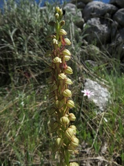 Orchis anthropophora