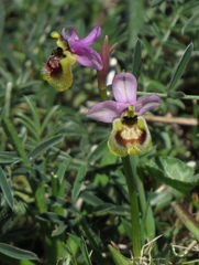 Ophrys tenthredinifera neglecta