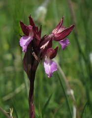 Anacamptis papilionacea