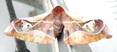 Holocerina smilax