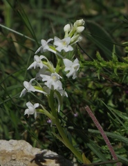 Orchis quadripunctata