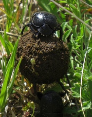 Scarabaeus variolosus