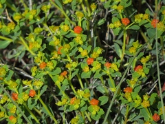 Euphorbia spinosa