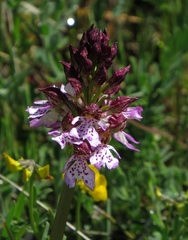 Orchis purpurea