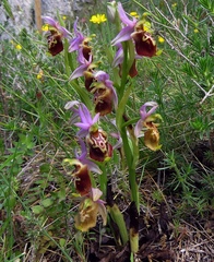 Ophrys fuciflora apulica