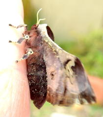 Holocerina smilax
