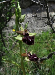 Ophrys sphegodes atrata