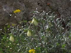 Onosma echioides