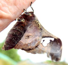 Holocerina smilax