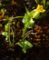 Sebaea micrantha