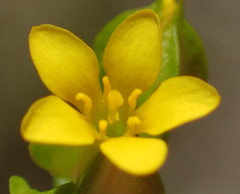 Sebaea micrantha