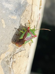 Acanthosoma nigrodorsum