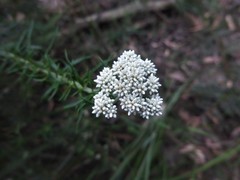 Cassinia aculeata aculeata