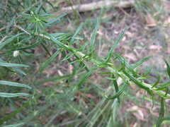 Cassinia aculeata aculeata