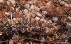 Odontophorus marlothii